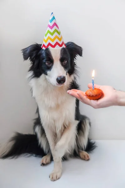 白い背景に隔離された1つのキャンドルとカップケーキの休日のケーキを見て誕生日の愚かな帽子を身に着けているかわいい笑顔の子犬犬の国境のコリーの面白い肖像画 ハッピーバースデーパーティーのコンセプト — ストック写真