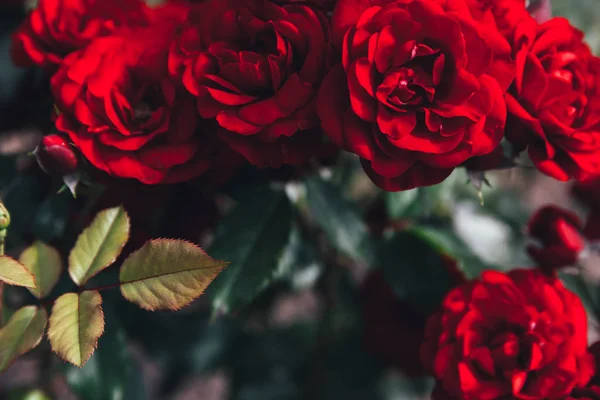 Side Bush Tumblr Side Bush Tumblr