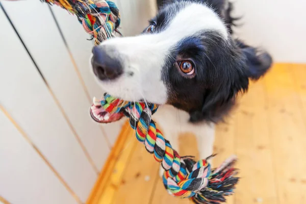 Divertente Ritratto Simpatico Cucciolo Sorridente Bordo Cane Collie Tenendo Colorato — Foto Stock