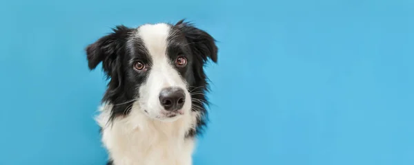 可愛い笑顔の子犬犬の国境コリーの面白いスタジオの肖像画は青の背景に隔離されています 家族の小さな犬の新しい素敵なメンバーは 報酬を見て待っています ペットケアと動物の概念 バナー — ストック写真