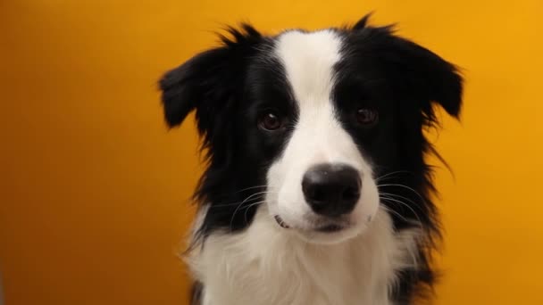 Rolig Studio Porträtt Söt Smide Valp Hund Gränsen Collie Isolerad — Stockvideo