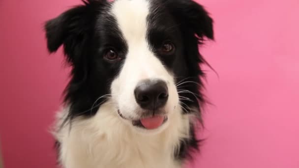 有趣的工作室肖像可爱的笑着小狗边境牧羊犬孤立在粉红色的背景 新的可爱的家庭成员 小狗凝视着 等待着奖赏 宠物狗护理和动物概念 — 图库视频影像