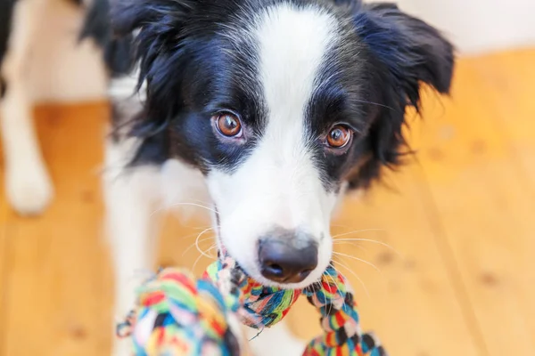 可愛い笑顔の子犬犬の国境のコリーの面白い肖像画は 口の中でカラフルなロープおもちゃを保持 所有者と一緒に遊んで自宅で家族の小さな犬の新しい素敵なメンバー ペットケアと動物のコンセプト — ストック写真