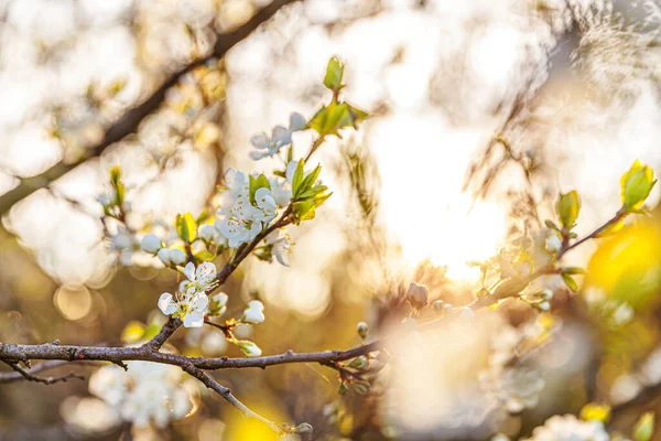 Bela flor de cereja branca flores sakura na primavera. Natureza fundo com árvore de cereja florido. Inspiração natural floral florescendo jardim ou parque. Design de arte flor . — Fotografia de Stock