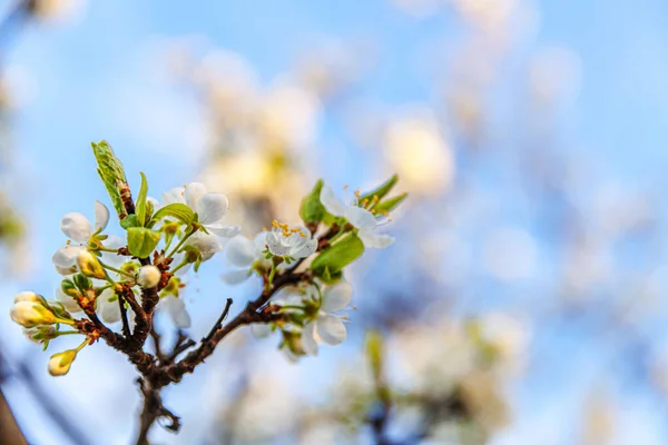 Beautiful white cherry blossom sakura flowers in spring time. Nature background with flowering cherry tree. Inspirational natural floral blooming garden or park. Flower art design. — Stock Photo, Image