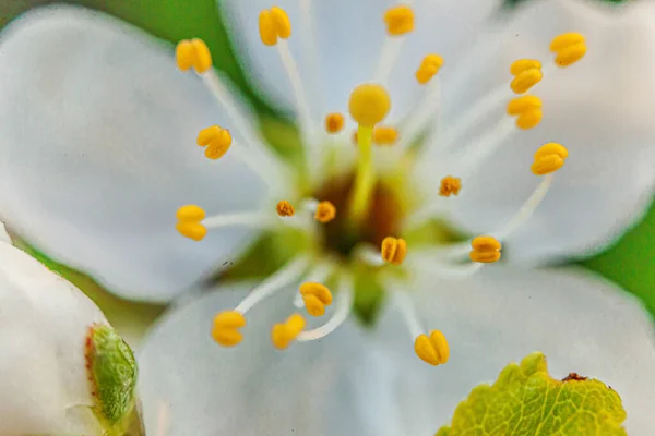Hermosas flores de sakura de flor de cerezo blanco macro de cerca en primavera. Fondo natural con cerezo floreciente. Jardín o parque floreciente floral inspirador. Diseño de arte floral . — Foto de Stock