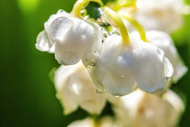 Yağmur sonra damla ile vadi veya Mayıs-zambak çiçekler güzel koku zambak