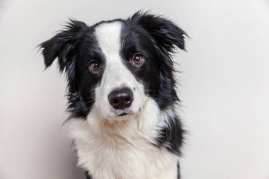 Beyaz arka planda izole edilmiş şirin gülümseyen köpek yavrusu Collie 'nin komik stüdyo portresi. Ailenin yeni sevimli üyesi küçük köpek gözlerini dikip ödül bekliyor. Komik hayvan hayvan yaşam konsepti