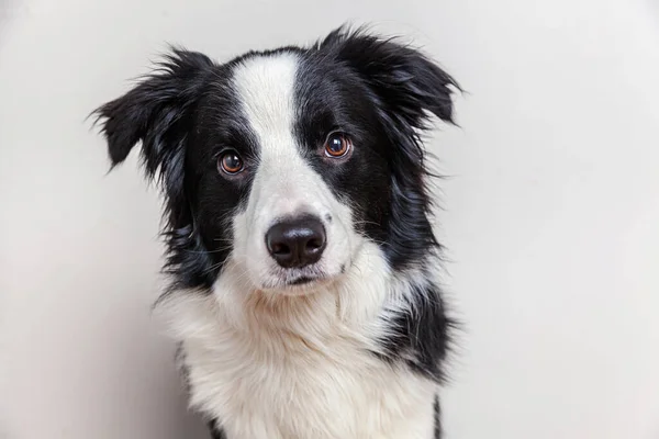 白い背景に隔離されたかわいい笑顔の子犬の犬の国境のコリーの面白いスタジオの肖像画 家族の小さな犬の新しい素敵なメンバーは 報酬を見て待っています 面白いペット動物のライフコンセプト — ストック写真