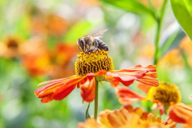 Sarı polenle kaplanmış bal arısı nektar içer, turuncu çiçekleri tozlaştırır. İlham verici doğal çiçek baharı ya da çiçek açan yaz bahçesi ya da park geçmişi. Böceklerin hayatı. Makro, kapat.