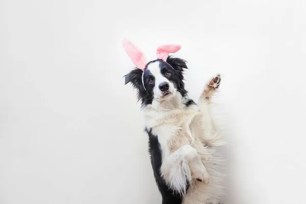 Happy Easter Koncepcji Zabawny Portret Smilling Słodkie Szczeniak Pies Collie — Zdjęcie stockowe