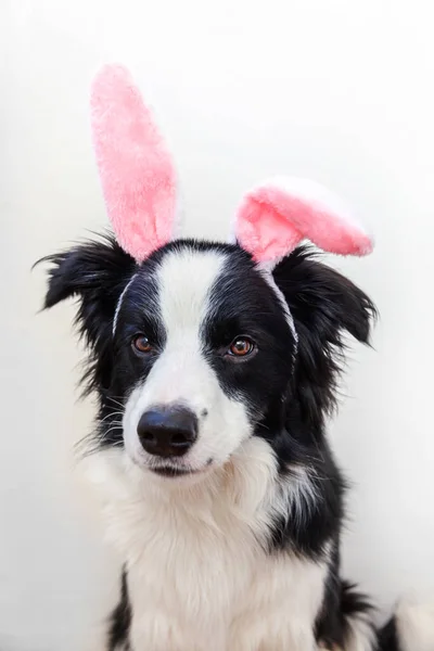Happy Easter Koncepcji Zabawny Portret Smilling Słodkie Szczeniak Pies Collie — Zdjęcie stockowe