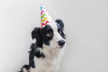 Beyaz arka planda izole edilmiş kameraya bakan, doğum günü şapkası takan, gülümseyen köpek yavrusu gülen Collie 'nin komik portresi. Doğum günü partisi konseptin kutlu olsun. Komik hayvanlar, yaşam.