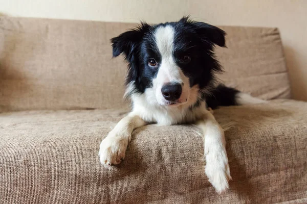 Şirin Güleryüzlü Köpek Yavrusu Köpek Kenar Kömür Ocağı Kanepede Komik — Stok fotoğraf