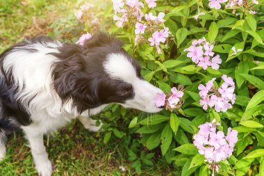Parkta ya da bahçe arka planında oturan sevimli gülümseyen köpek yavrusunun açık hava portresi. Çiçek kokan küçük köpek ailesinin yeni sevimli üyesi. Hayvan bakımı ve komik hayvan yaşam konsepti