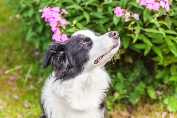 Ritratto Esterno Simpatico Cucciolo Sorridente Bordo Collie Seduto Sul Parco — Foto Stock