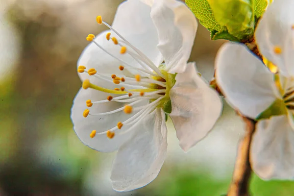 Belle Fleur Cerisier Blanc Fleurs Sakura Macro Fermer Printemps Fond — Photo