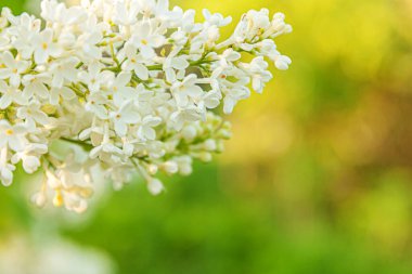 Bahar zamanı güzel kokan beyaz leylak çiçekleri. Leylak dallarının makro dallarını kapat, seçici odaklanma. İlham verici doğal çiçek açan bahçe ya da park. Ekoloji doğa manzarası