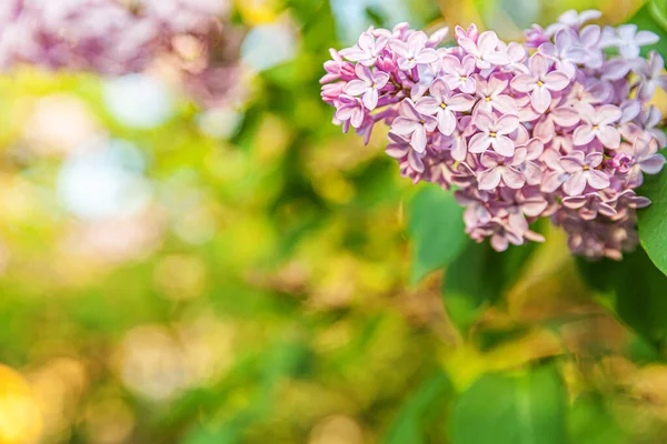 Gyönyörű Illata Lila Lila Orgonavirág Virág Tavasszal Makró Orgona Gallyakat — Stock Fotó