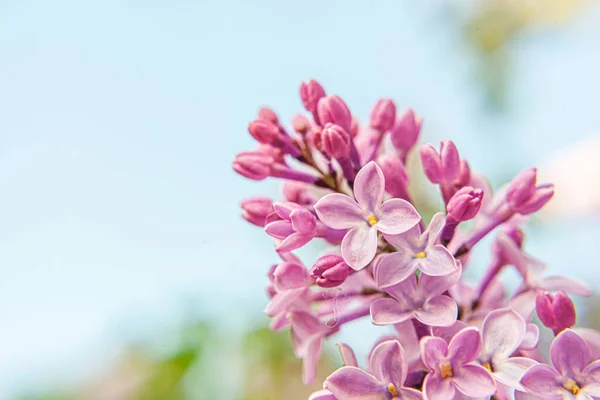 Gyönyörű Illata Lila Lila Orgonavirág Virág Tavasszal Makró Orgona Gallyakat — Stock Fotó