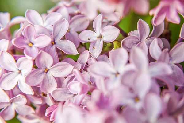 Hermoso Olor Violeta Púrpura Flores Flor Lila Primavera Primer Plano — Foto de Stock