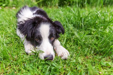 Çimen arka planında uzanan sevimli gülümseyen köpek yavrusu sınır köpeği portresi. Ailenin yeni sevimli üyesi küçük köpek gözlerini dikip ödül bekliyor. Hayvan bakımı ve hayvan bakımı kavramı