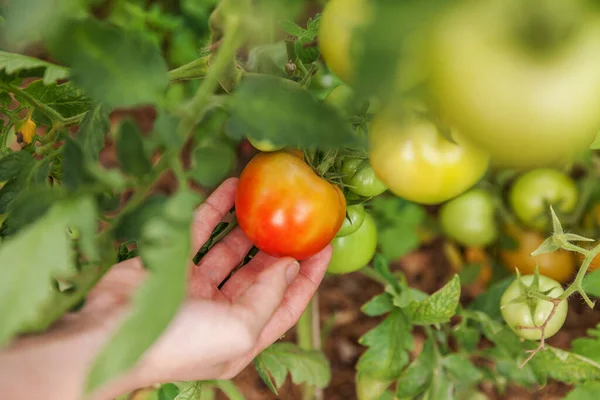 Concept Jardinage Agriculture Femme Ouvrière Ferme Cueillant Main Des Tomates — Photo