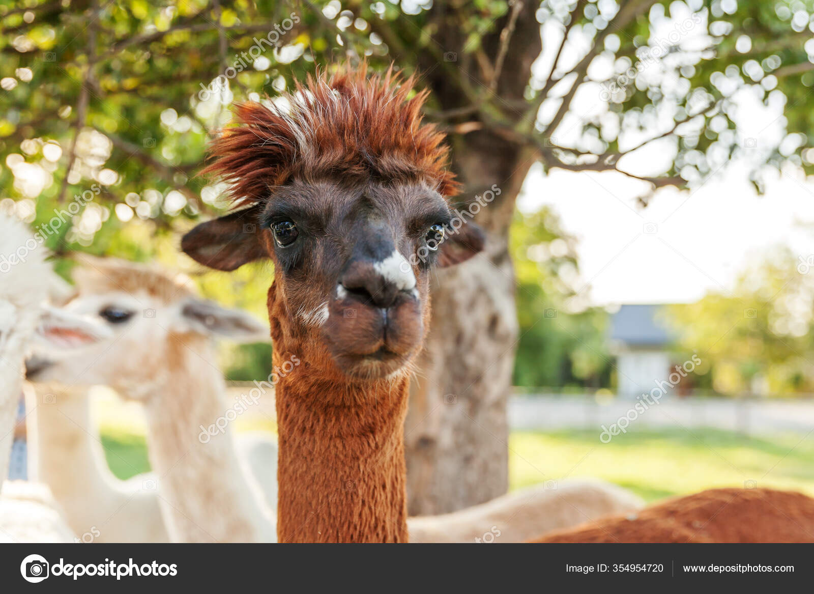 Cute Alpaca Funny Face Relaxing Ranch Summer Day Domestic Alpacas Stock  Photo by ©Luljo 354954720