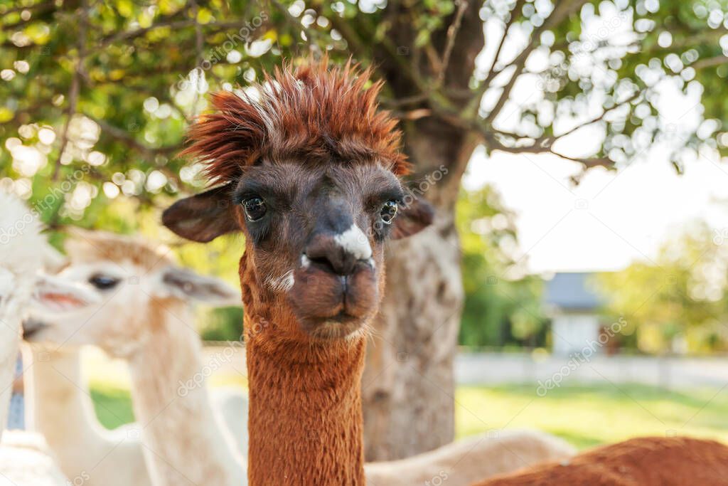 Cute alpaca with funny face relaxing on ranch in summer day. Domestic alpacas grazing on pasture in natural eco farm, countryside background. Animal care and ecological farming concept
