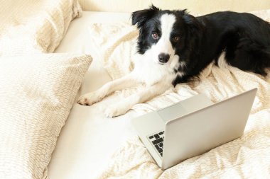 Mobil Ofis evde. Evde dizüstü bilgisayar kullanarak internette gezinen sevimli köpek yavrusu Colie 'nin komik portresi. Evcil hayvan hayatı serbest iş karantina konsepti
