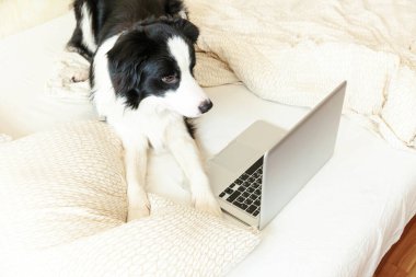 Mobil Ofis evde. Evde dizüstü bilgisayar kullanarak internette gezinen sevimli köpek yavrusu Colie 'nin komik portresi. Evcil hayvan hayatı serbest iş karantina konsepti