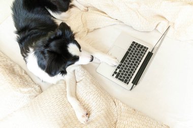 Mobil Ofis evde. Evde dizüstü bilgisayar kullanarak internette gezinen sevimli köpek yavrusu Colie 'nin komik portresi. Evcil hayvan hayatı serbest iş karantina konsepti