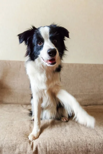 Şirin Güleryüzlü Köpek Yavrusu Köpek Kenar Kömür Ocağı Kanepede Komik — Stok fotoğraf