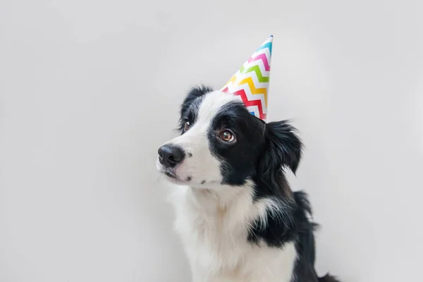 白い背景に隔離されたカメラを見て誕生日の愚かな帽子を身に着けているかわいい笑顔の子犬犬の国境のコリーの面白い肖像画 誕生日パーティーのコンセプト 面白いペット動物の生活 — ストック写真