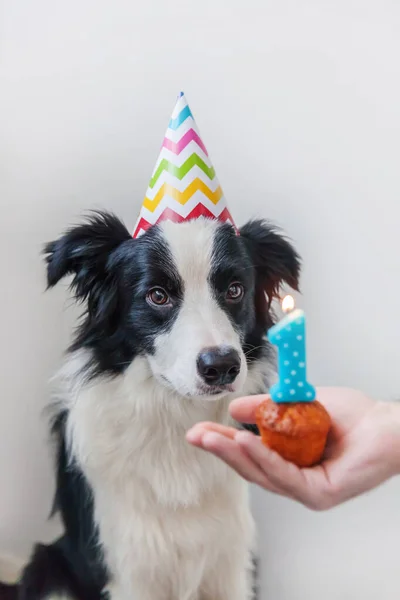 Komik Bir Portre Gülümseyen Köpek Yavrusu Gülen Collie Nin Doğum — Stok fotoğraf