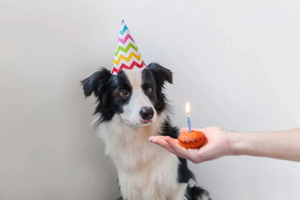 白い背景に隔離された1つのキャンドルとカップケーキの休日のケーキを見て誕生日の愚かな帽子を身に着けているかわいい笑顔の子犬犬の国境のコリーの面白い肖像画 ハッピーバースデーパーティーのコンセプト — ストック写真