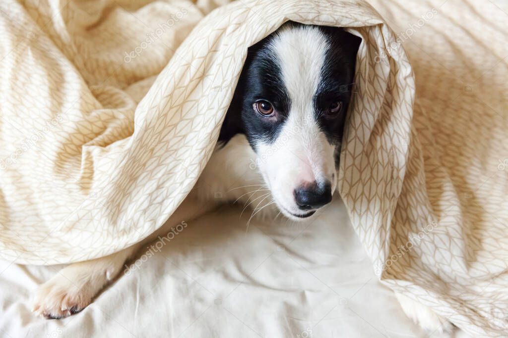 Portrait of cute smilling puppy dog border collie lay on pillow blanket in bed. Do not disturb me let me sleep. Little dog at home lying and sleeping. Pet care and funny pets animals life concept