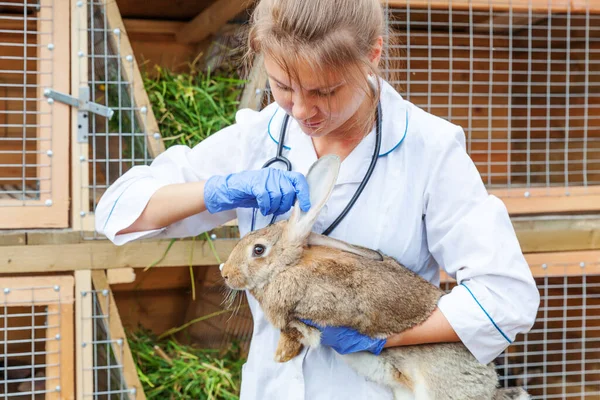 Happy young veterinarian woman with stethoscope holding and examining rabbit on ranch background. Bunny in vet hands for check up in natural eco farm. Animal care and ecological farming concept