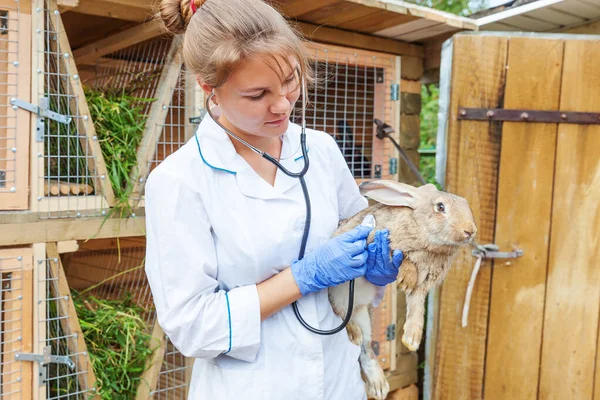 Happy young veterinarian woman with stethoscope holding and examining rabbit on ranch background. Bunny in vet hands for check up in natural eco farm. Animal care and ecological farming concept