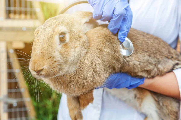 Veterinär Kvinna Med Stetoskop Innehav Och Undersöka Kanin Ranch Bakgrund — Stockfoto