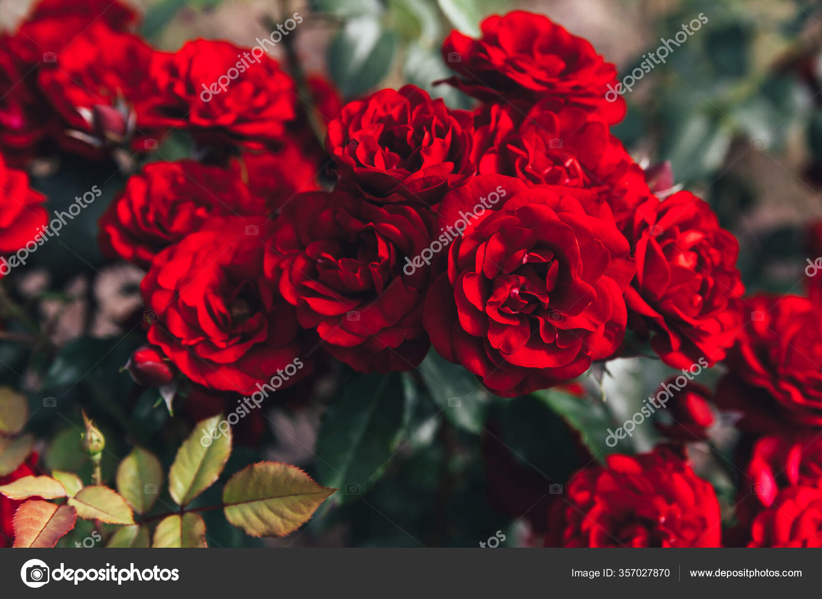 Lindas Flores Vermelhas Rosa Tempo Verão Natureza Fundo Com Rosas fotos,  imagens de © Luljo #357027870