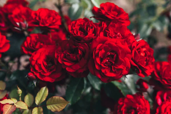 Цветы Красной Розы Летнее Время Природный Фон Цветущими Алыми Розами Стоковое Изображение