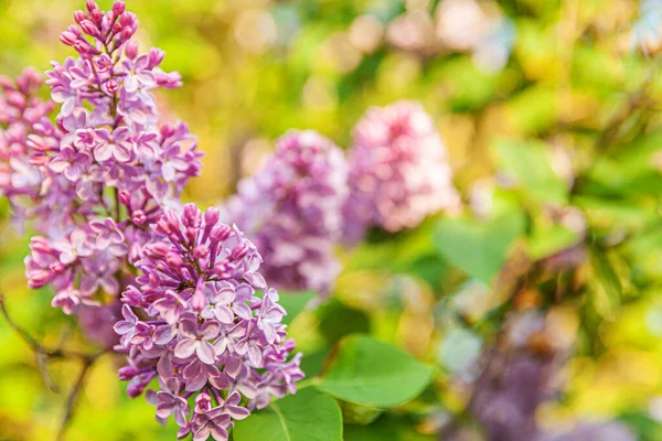 美丽的紫丁香花芬芳芬芳 关闭紫丁香的宏观分枝 有选择的焦点 具有启发性的自然花卉花园或公园 生态自然景观 — 图库照片