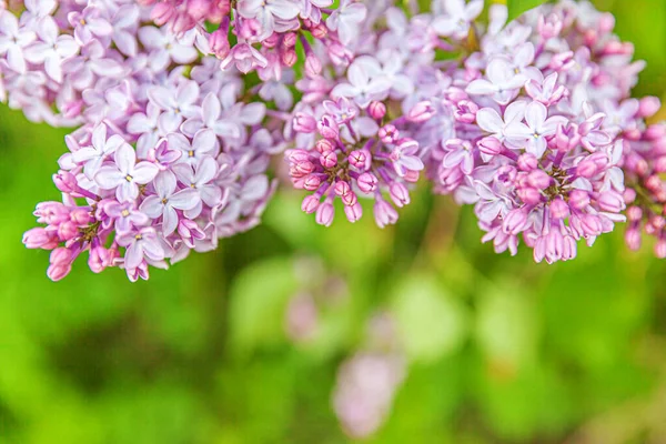 Hermoso Olor Violeta Púrpura Flores Flor Lila Primavera Primer Plano — Foto de Stock