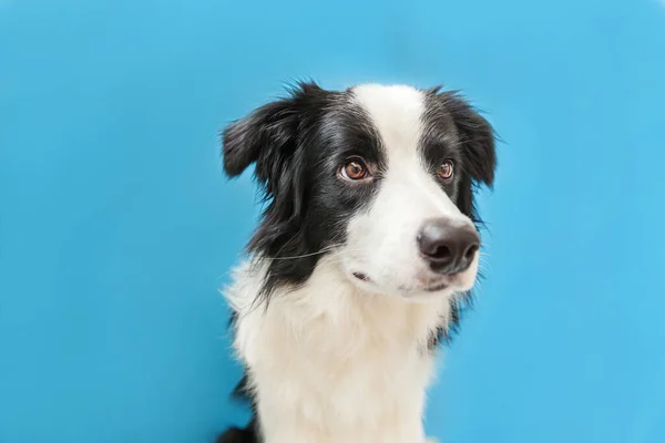 青い背景に隔離されたかわいいスミリング子犬のボーダーコリーの面白いスタジオの肖像画 家族の小さな犬の新しい素敵なメンバーが見つめて 報酬を待っています ペットケアと動物のコンセプト — ストック写真