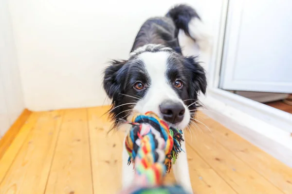 可愛い笑顔の子犬犬の国境のコリーの面白い肖像画は 口の中でカラフルなロープおもちゃを保持 所有者と一緒に遊んで自宅で家族の小さな犬の新しい素敵なメンバー ペットケアと動物のコンセプト — ストック写真