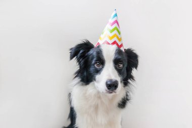 Beyaz arka planda izole edilmiş kameraya bakan, doğum günü şapkası takan, gülümseyen köpek yavrusu gülen Collie 'nin komik portresi. Doğum günü partisi konseptin kutlu olsun. Komik hayvanlar, yaşam.