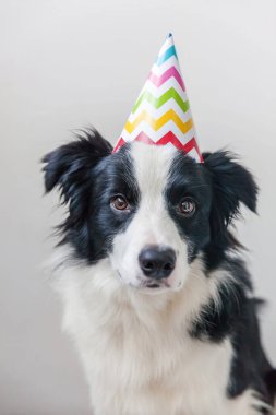 Beyaz arka planda izole edilmiş kameraya bakan, doğum günü şapkası takan, gülümseyen köpek yavrusu gülen Collie 'nin komik portresi. Doğum günü partisi konseptin kutlu olsun. Komik hayvanlar, yaşam.