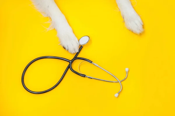 Valp Hund Gränsen Collie Tassar Och Stetoskop Isolerad Gul Bakgrund — Stockfoto