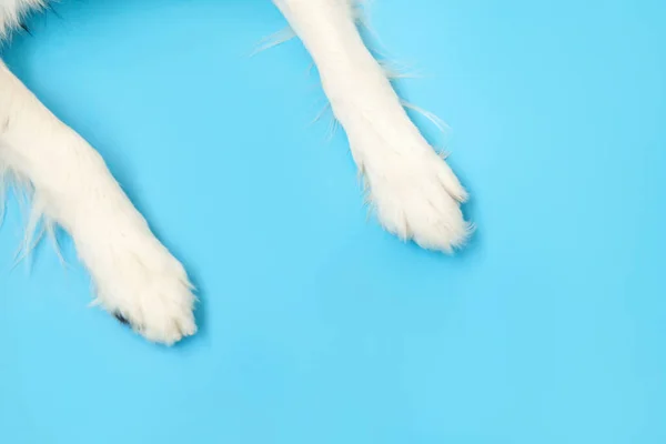Funny Puppy Dog Border Collie Paws Close Isolated Blue Background — Stock Photo, Image